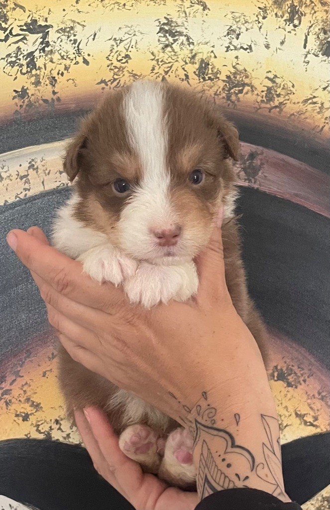 des Elfes du Dolmen - Chiots disponibles - Berger Australien