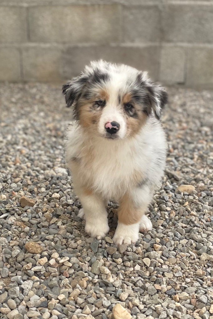des Elfes du Dolmen - Chiots disponibles - Berger Australien