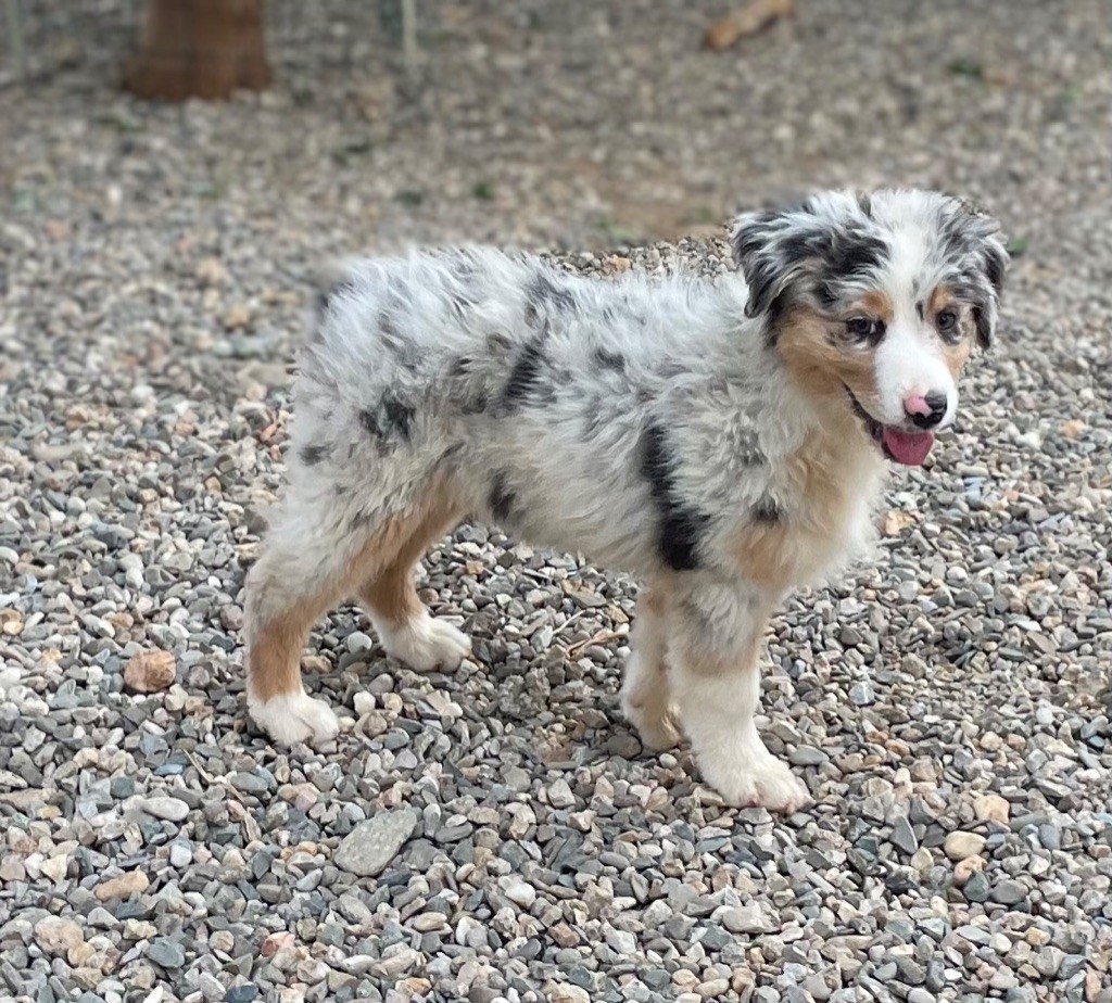 des Elfes du Dolmen - Chiots disponibles - Berger Australien