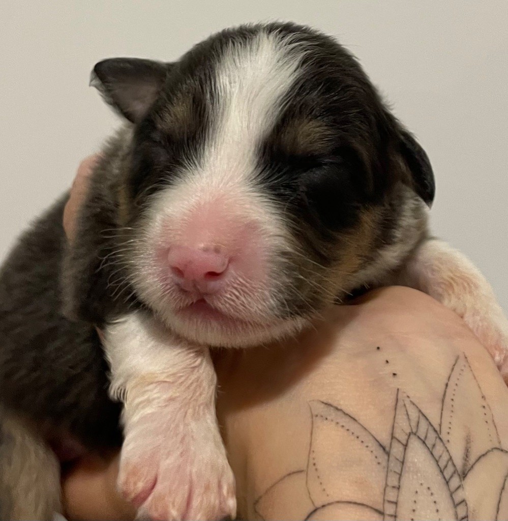 des Elfes du Dolmen - Chiots disponibles - Berger Australien