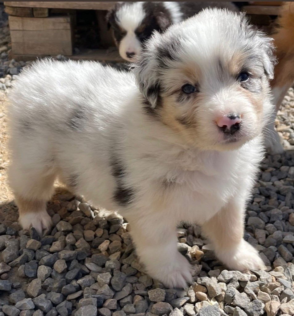 des Elfes du Dolmen - Chiots disponibles - Berger Australien
